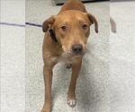 Small American Pit Bull Terrier Mix