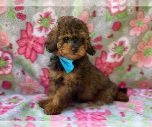 Cavapoo Puppy for sale in LANCASTER, PA, USA
