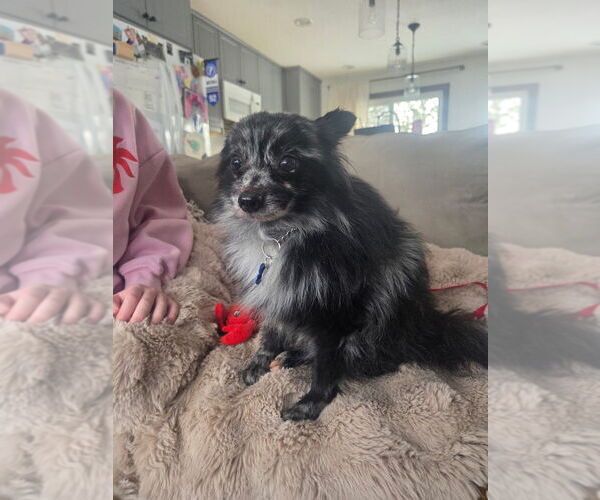 Medium Photo #3 Pomeranian-Unknown Mix Puppy For Sale in Andover, MN, USA