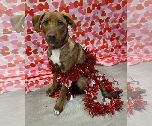 Medium Photo #2 Chesapeake Bay Retriever-German Shepherd Dog Mix Puppy For Sale in Attalka, AL, USA