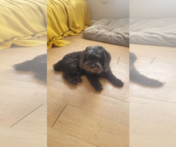 Medium Photo #7 Poodle (Miniature)-Unknown Mix Puppy For Sale in Rockaway, NJ, USA