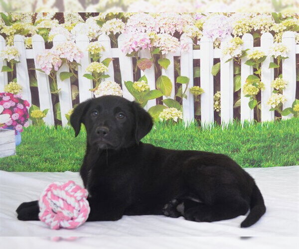 Medium Photo #1 Labrador Retriever-Texas Heeler Mix Puppy For Sale in Oroville, CA, USA