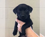 Small Labrador Retriever Mix