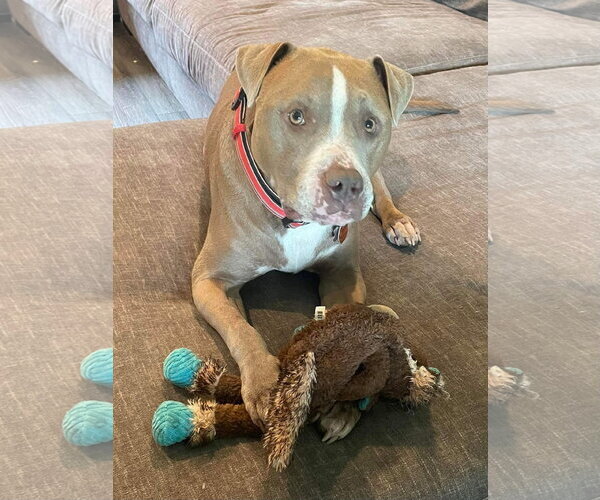 Medium Photo #2 American Pit Bull Terrier-Unknown Mix Puppy For Sale in Germantown, OH, USA