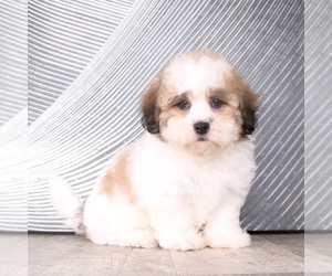 ShihPoo Puppy for sale in WESTPOINT, IN, USA