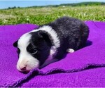 Small #13 Border Collie