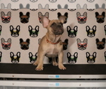 Small Photo #61 French Bulldog Puppy For Sale in TACOMA, WA, USA