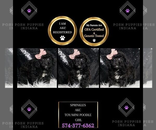 Medium Photo #1 Poodle (Toy) Puppy For Sale in WARSAW, IN, USA