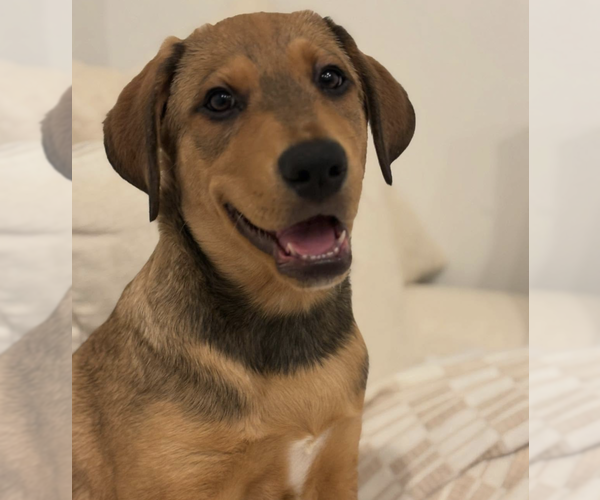 Medium Photo #5 Labrador Retriever-Unknown Mix Puppy For Sale in Brooklyn, NY, USA