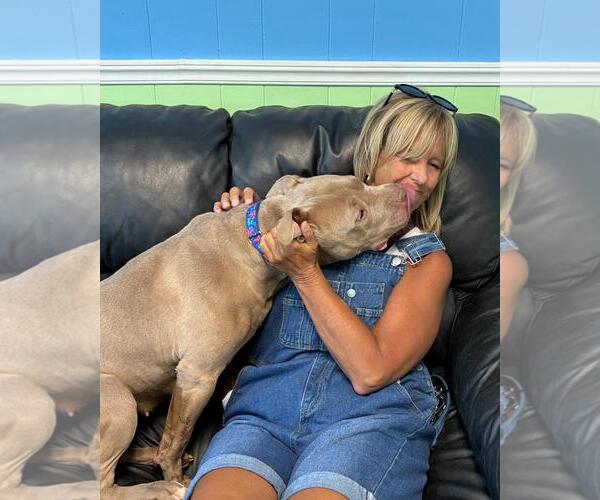 Medium Photo #5 American Pit Bull Terrier Puppy For Sale in Spring Lake, NJ, USA