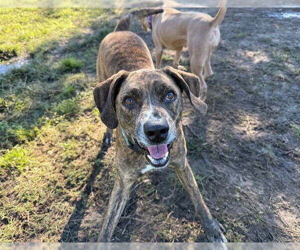 Medium Photo #3 Plott Hound-Unknown Mix Puppy For Sale in Ocala, FL, USA
