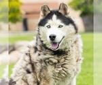 Small #1 Siberian Husky