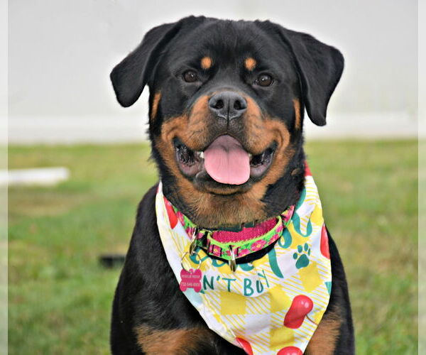 Medium Photo #4 Rottweiler Puppy For Sale in Spring Lake, NJ, USA
