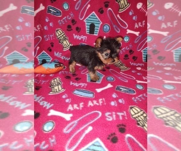Medium Photo #21 Yorkshire Terrier Puppy For Sale in LAPEER, MI, USA