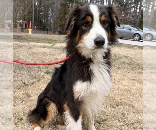 Medium Photo #3 Australian Mountain Dog Puppy For Sale in Yardley, PA, USA