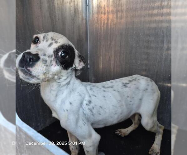 Medium Photo #1 Mutt Puppy For Sale in San Antonio, TX, USA