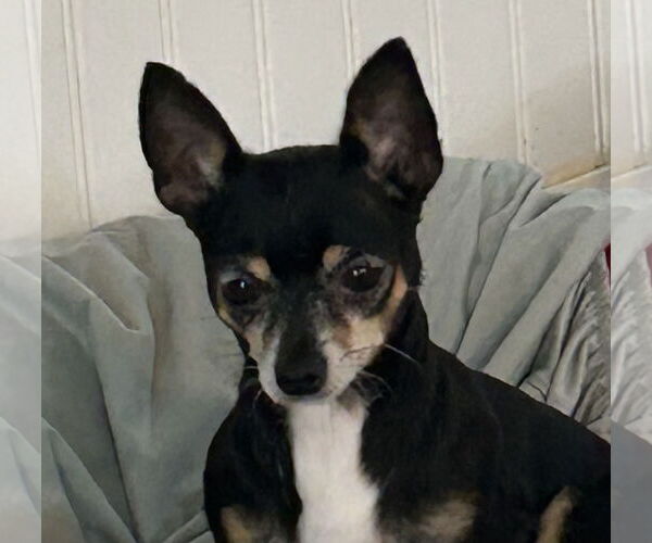 Medium Photo #2 Chihuahua Puppy For Sale in Pacolet, SC, USA