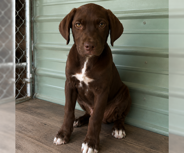 Medium Photo #1 Labrador Retriever-Unknown Mix Puppy For Sale in Sterling, MA, USA