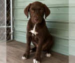 Small Labrador Retriever Mix