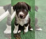Small Photo #4 Australian Shepherd Puppy For Sale in NELSON, VA, USA