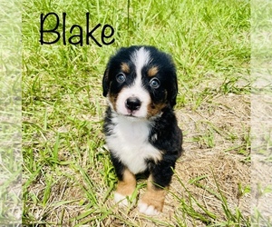 Bernese Mountain Dog Puppy for sale in BROKEN ARROW, OK, USA
