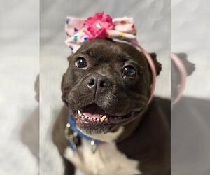 Bulldog-Unknown Mix Dogs for adoption in Spring Lake, NJ, USA