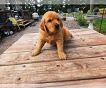 Small #2 Golden Retriever