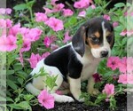 Small Beagle