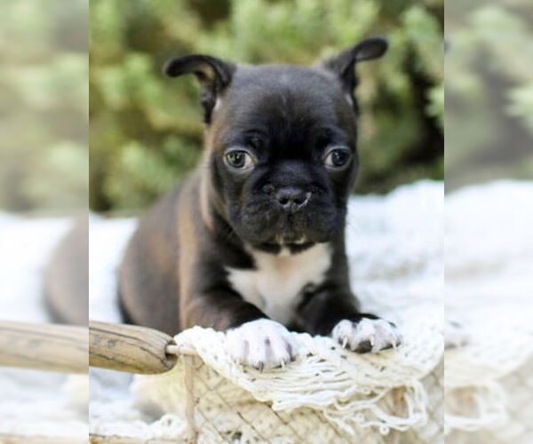 Medium Photo #1 Faux Frenchbo Bulldog Puppy For Sale in Corona, CA, USA