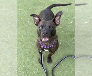 American Pit Bull Terrier-Unknown Mix Dogs for adoption in Boston, MA, USA