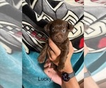 Puppy Lucky Shorkie Tzu
