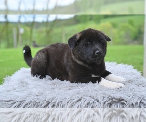 Akita Puppy for sale in MILLERSBURG, OH, USA