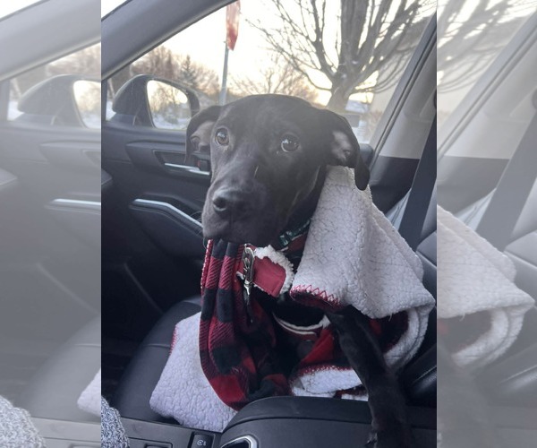 Medium Photo #2 American Staffordshire Terrier-Unknown Mix Puppy For Sale in Minneapolis, MN, USA