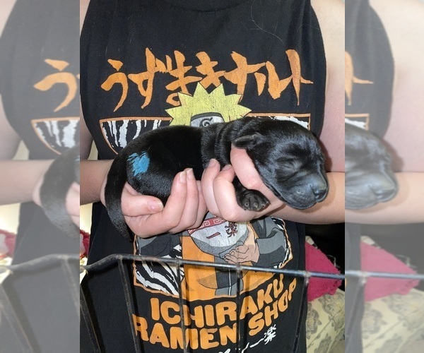 Medium Photo #1 Labrador Retriever Puppy For Sale in OSYKA, MS, USA
