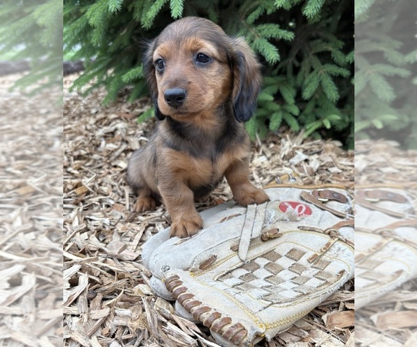 Medium Photo #3 Dachshund Puppy For Sale in MIDDLEBURY, IN, USA