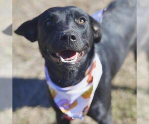 Labrador Retriever Dogs for adoption in San Antonio, TX, USA