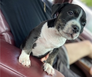 American Bully Puppy for Sale in CENTRAL FALLS, Rhode Island USA