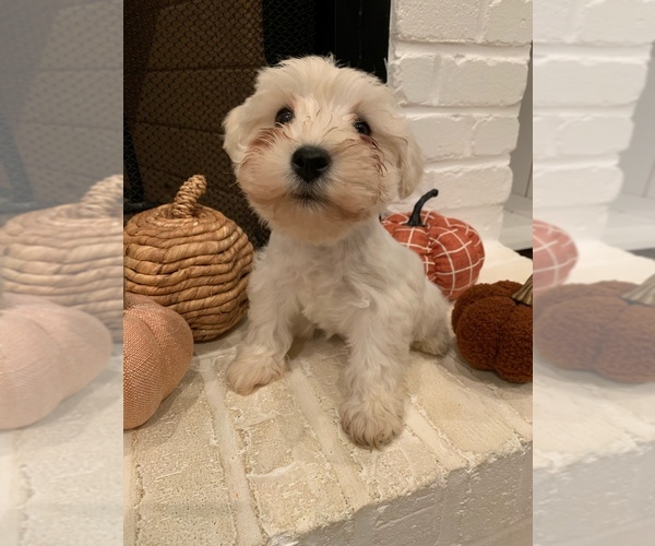 Medium Photo #8 Schnauzer (Miniature) Puppy For Sale in TAYLORS, SC, USA