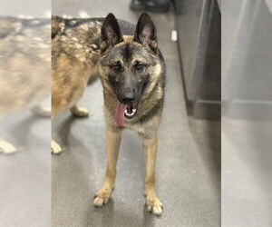 Medium German Shepherd Dog