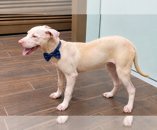 Medium Photo #19 American Pit Bull Terrier-Unknown Mix Puppy For Sale in New York, NY, USA
