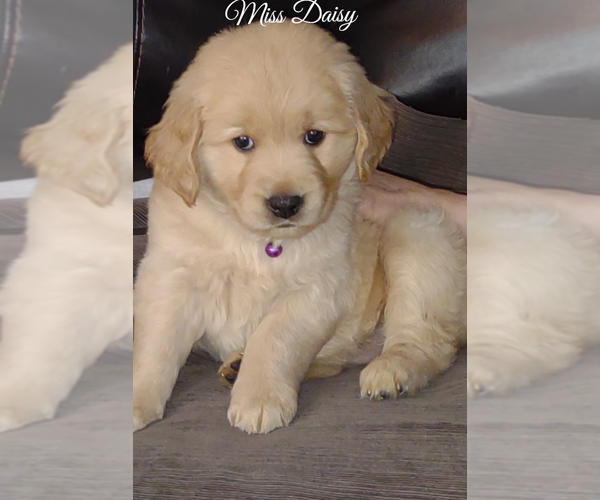 Medium Photo #1 Golden Retriever Puppy For Sale in MERIDIAN, MS, USA