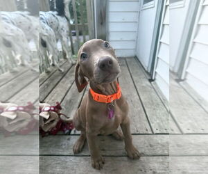 Doberman Pinscher-Unknown Mix Dogs for adoption in Minneaoplis, MN, USA