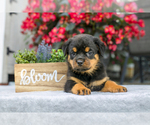 Puppy Mack Rottweiler