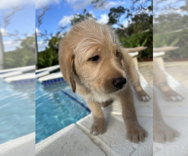 Medium Photo #5 Labradoodle Puppy For Sale in FORT LAUDERDALE, FL, USA