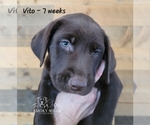 Small Photo #10 Labrador Retriever Puppy For Sale in POCAHONTAS, IL, USA
