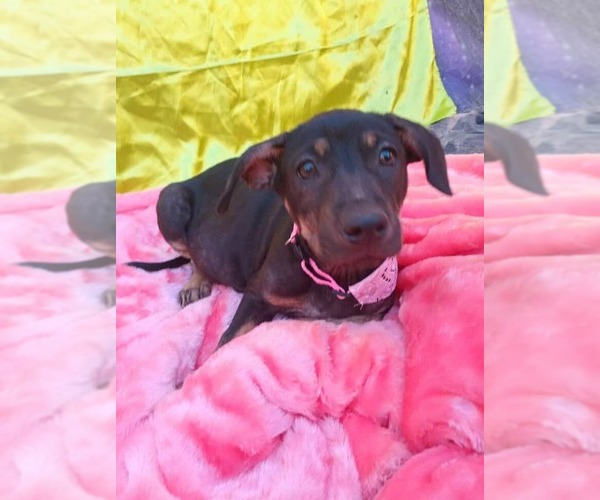 Medium Photo #1 Border Collie-Staffordshire Bull Terrier Mix Puppy For Sale in Lake Forest, CA, USA