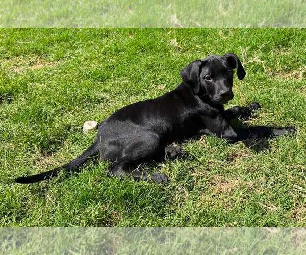 Medium Photo #2 Mutt Puppy For Sale in Sheboygan, WI, USA