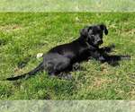 Small Photo #2 Mutt Puppy For Sale in Sheboygan, WI, USA