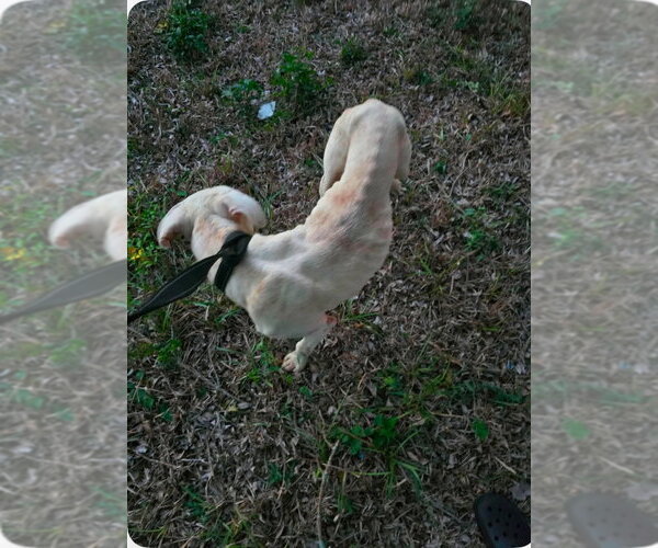 Medium Photo #4 Labrador Retriever-Unknown Mix Puppy For Sale in New York, NY, USA