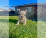 Small #3 French Bulldog